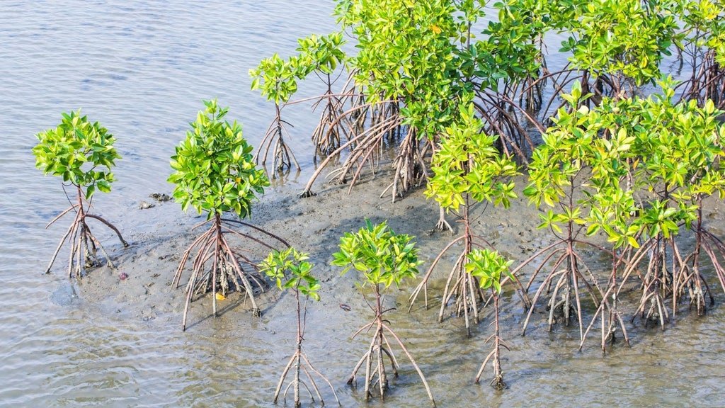 Restauración Manglar